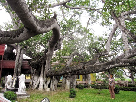 Hai Phong: 13-root banyan recognized as national heritage - ảnh 1